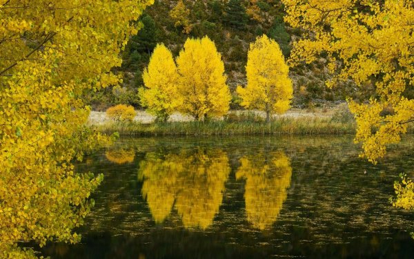 Желтая осень