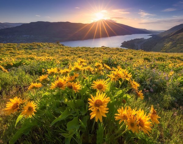 Желтый в природе