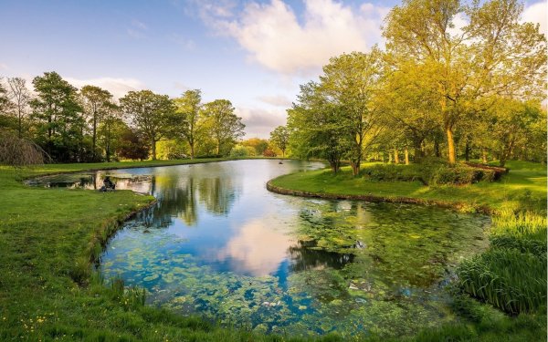 Водоем в лесу