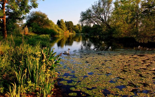 Камыш-Бурунный Пойменный лес