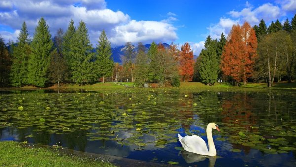 Озеро Лебединое Приозерский район