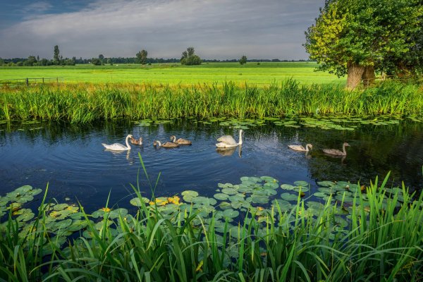 Болотистые поля Нидерландов
