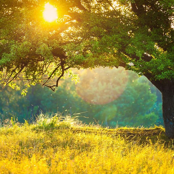 Гармоничный пейзаж