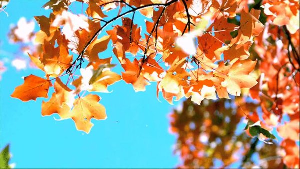 Падающие осенние листья