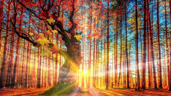 Солнечный осенний парк