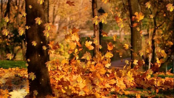 Золотая осень