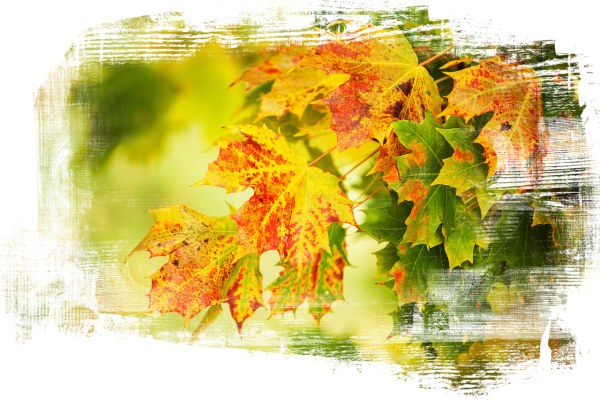 Осень дождь