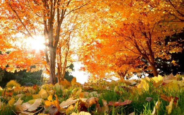 Осенний листопад фон