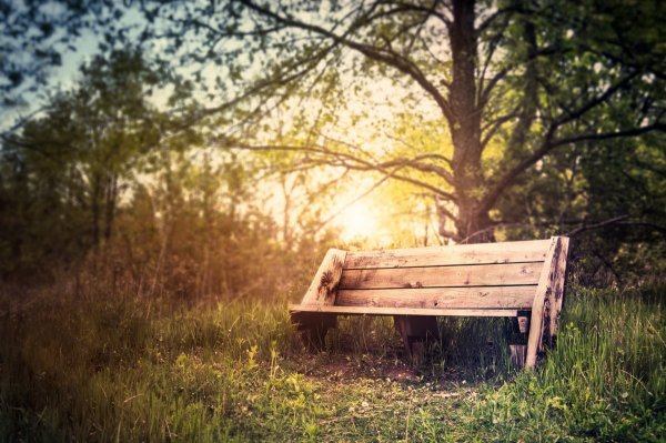 Скамейка в лесу