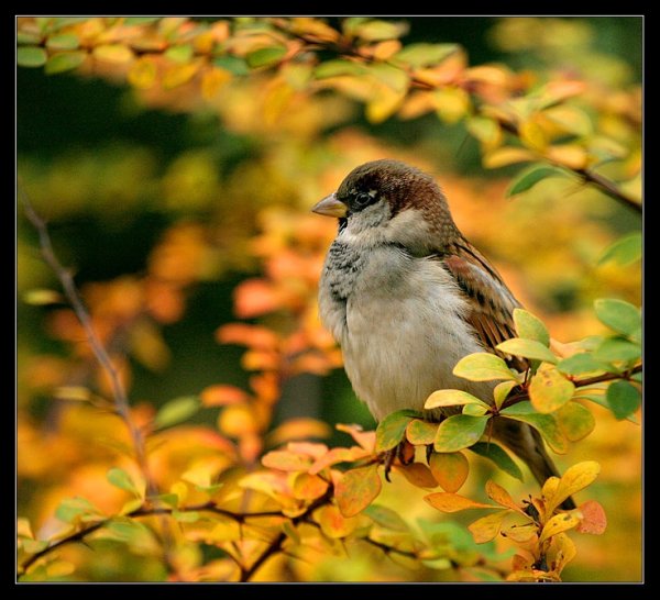 Осеннего настроения в любую погоду