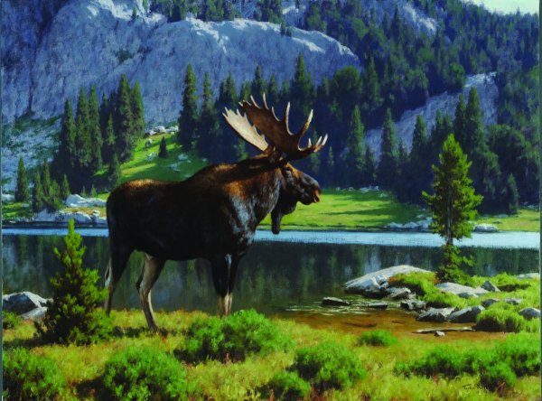 Лось в горах