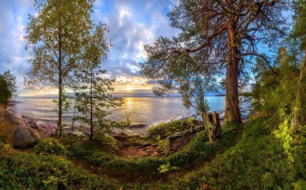 Лес Орехово ЛЕНОБЛАСТЬ