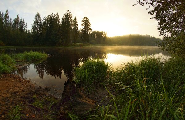 Лесное озеро Ленинградская область Сосново