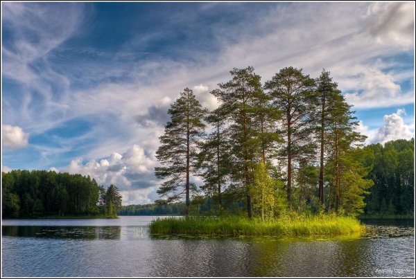 Павловский парк Санкт-Петербург сосны