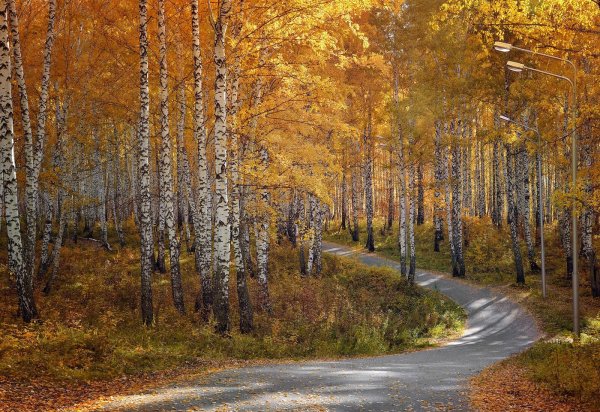 Березовая роща Золотая осень