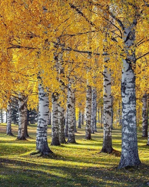 Отговорила роща Золотая Березовая роща осень