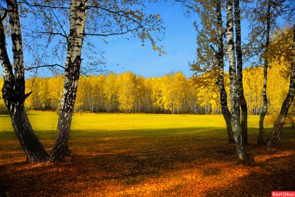 Осенняя роща