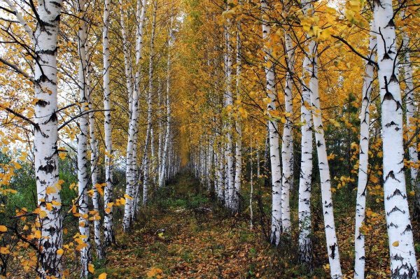 Березовая роща Алтайский край