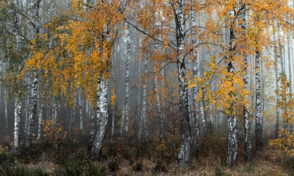 Береза поздней осенью