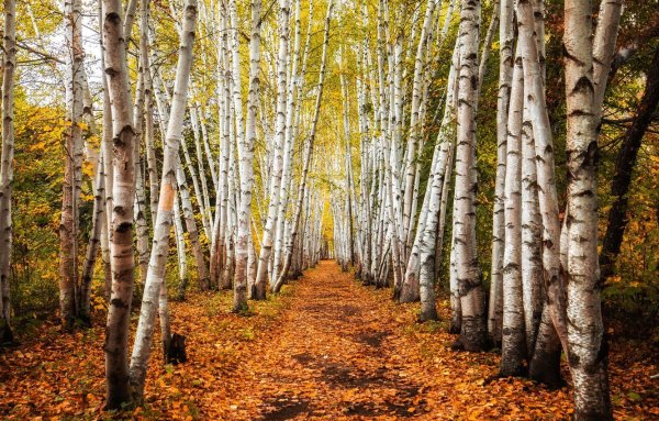 Осенняя Березовая аллея