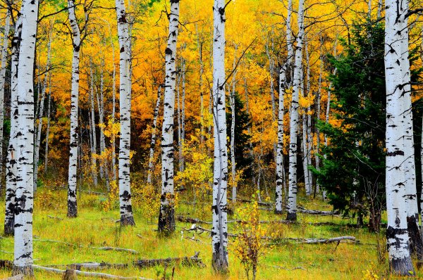 Березовая роща