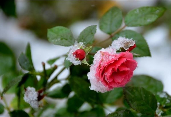 Розы зимние на экран