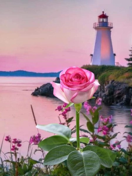 У море одна роза