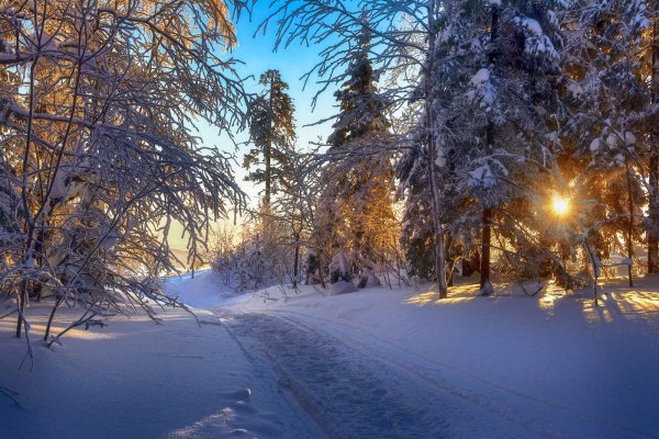 Заснеженная дорога в лесу