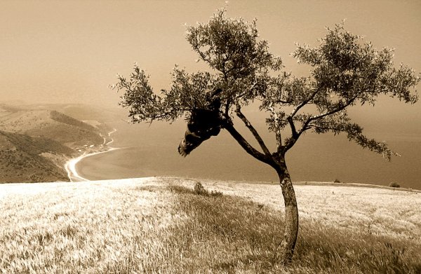 Фотография природа сепия