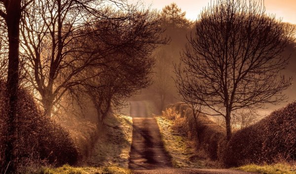 Природа сепия