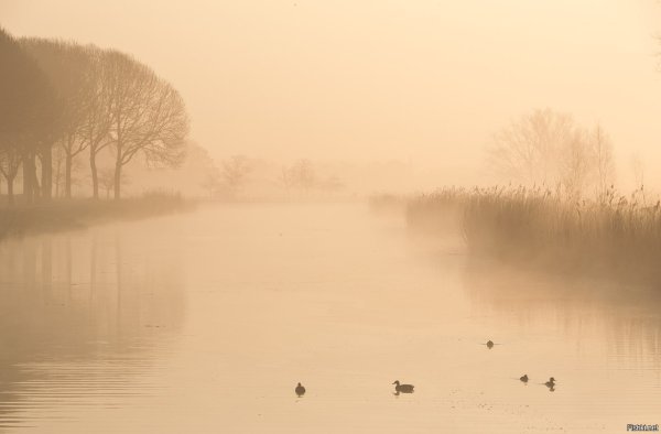 Природа сепия с туманом