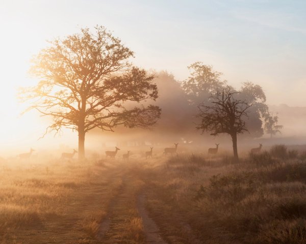 Пейзаж сепия
