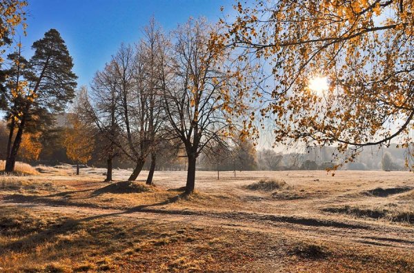 Панорама деревья
