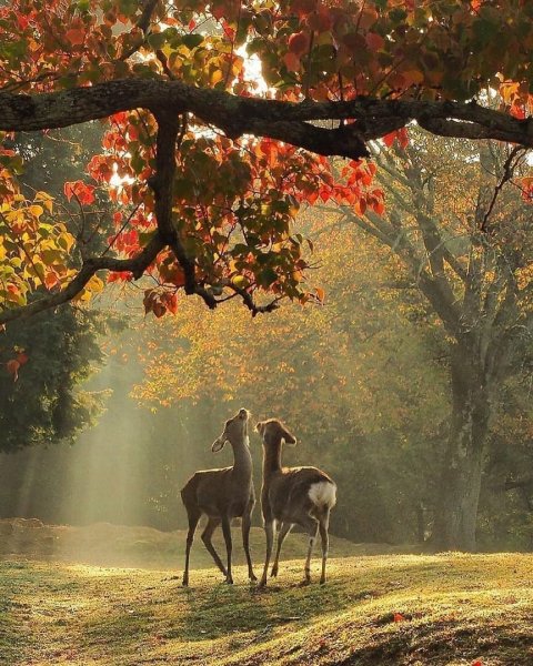 Красивые пейзажи с животными