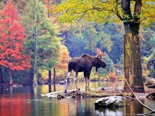 Пейзаж с дикими животными