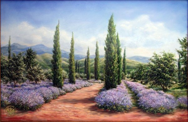 Провансальский Кипарис
