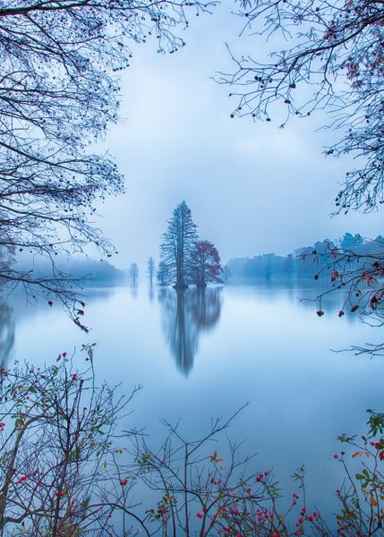 Серо-голубой в природе