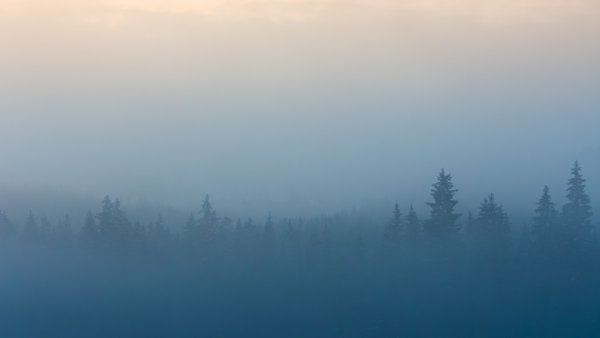 Еловый лес в тумане