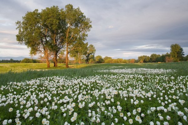 Весенние поля России