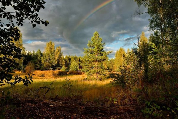 Картины художника Селенских Анны