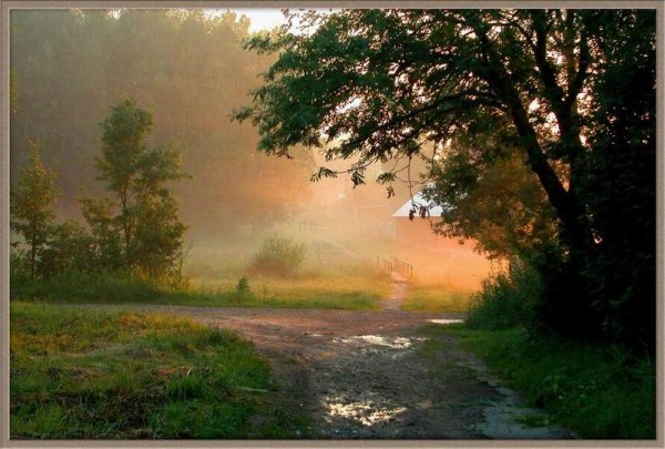 Березовая роща река туман