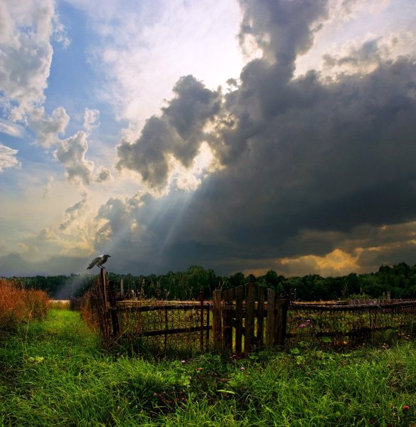 Шишкин перед грозой