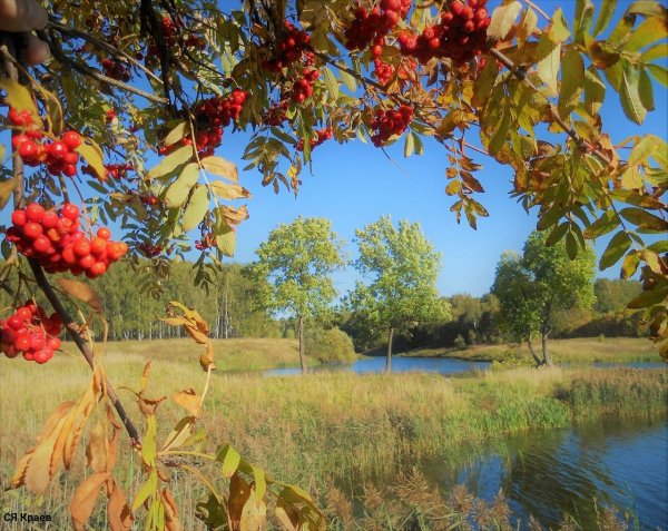 Рябина летом