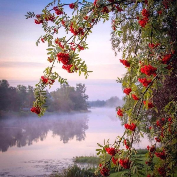 Багряная рябина