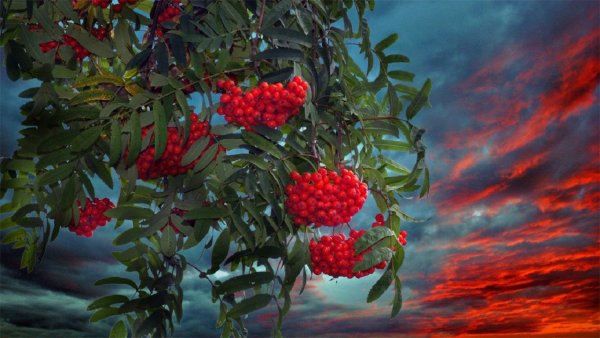 Куст рябины над рекой