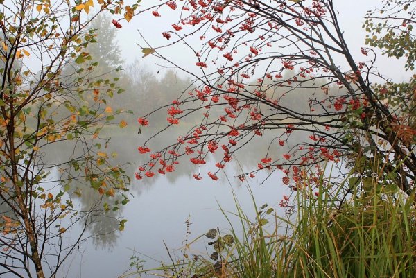 Картины натюрморты Степана Нестерчука