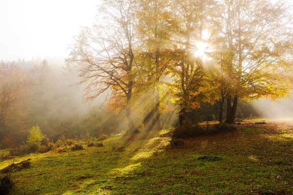 Осень туман