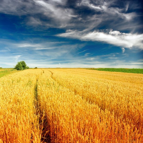 Поля Острогожск рожь