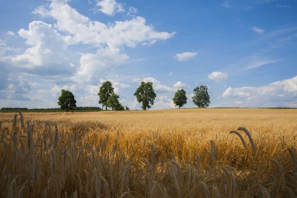Хлебные поля Башкортостана