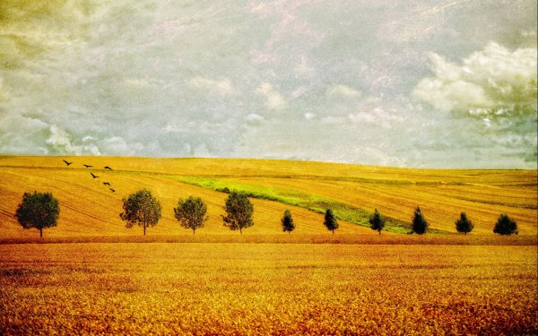 Пейзаж поле